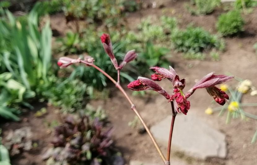 acer palmatum corallinum - 2020 Ian feb martie aprilie