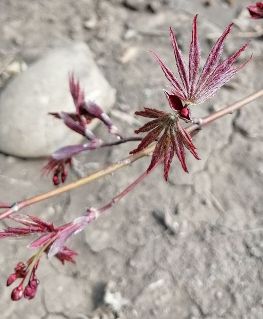 5 aprilie - 2020 Ian feb martie aprilie