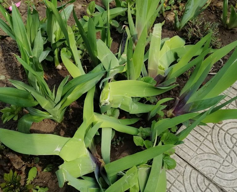 irisi rupti..de pisici - 2020 Ian feb martie aprilie