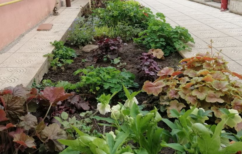 aleea umbrita..multe plante s-au dus  :( - 2020 Ian feb martie aprilie