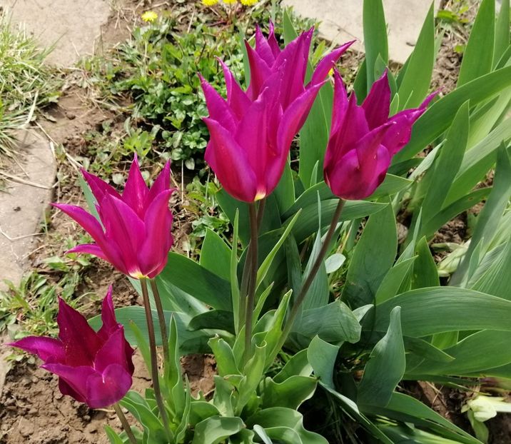  - 2020 Ian feb martie aprilie