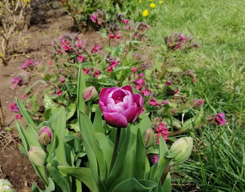 lalea Blue Diamont - 2020 Ian feb martie aprilie