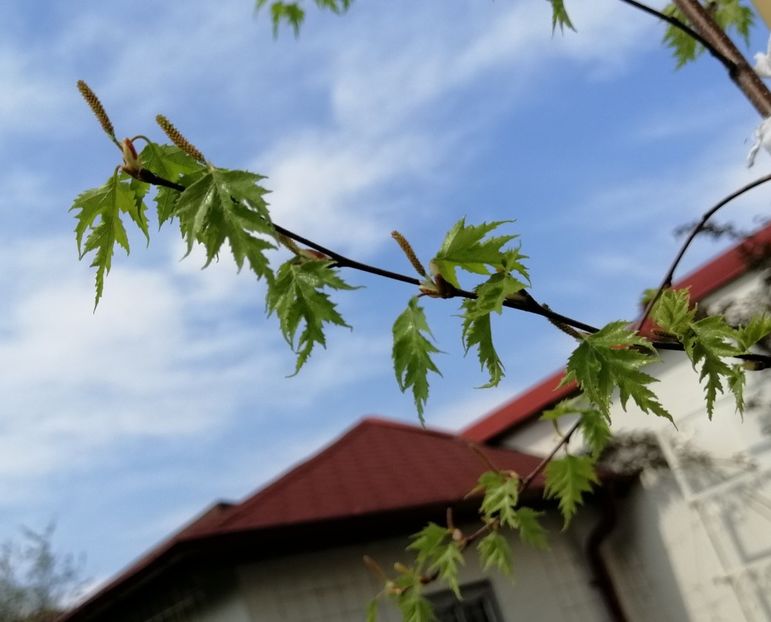 betula pendula Crispa...primele frunzulite - 2020 Ian feb martie aprilie