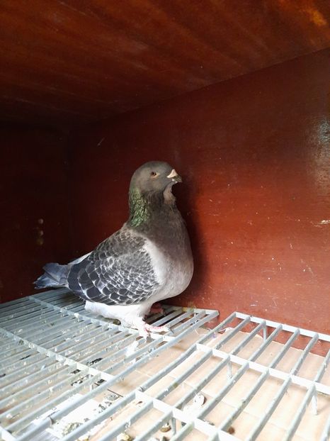  - VOIAJORI STANDARD si VRDF