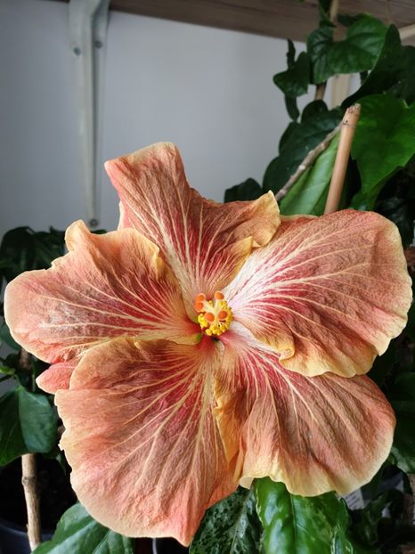  - Mattiacis Cover Girl