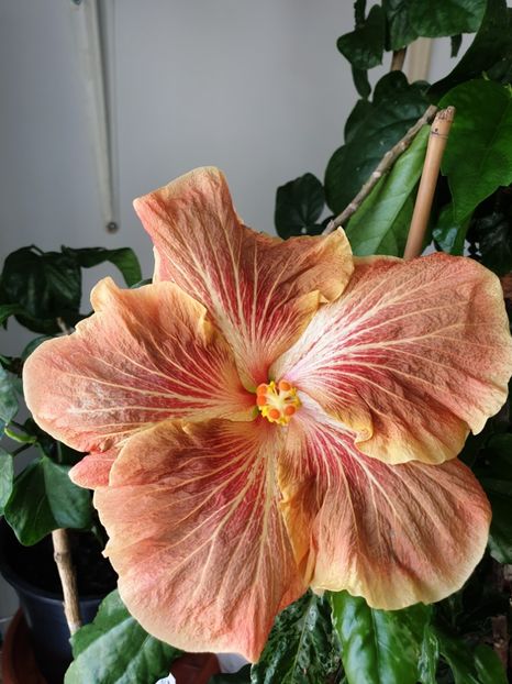  - Mattiacis Cover Girl