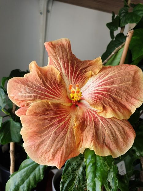  - Mattiacis Cover Girl