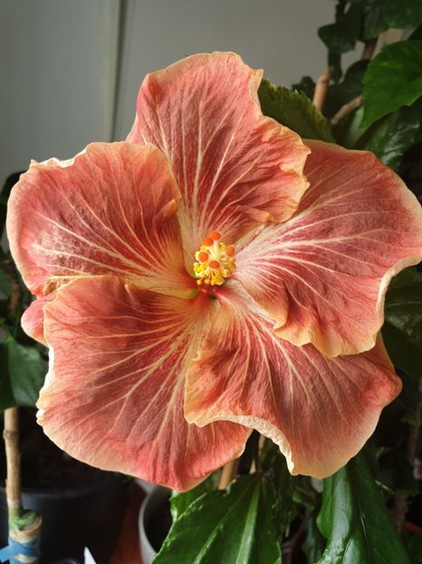  - Mattiacis Cover Girl