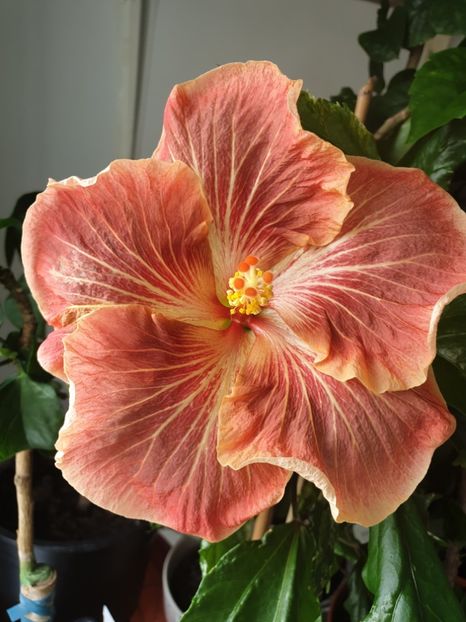  - Mattiacis Cover Girl