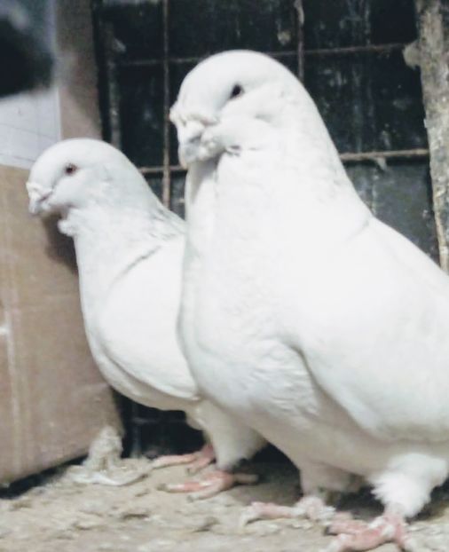  - - A - A - A - A - A - PARINTII REGINEI