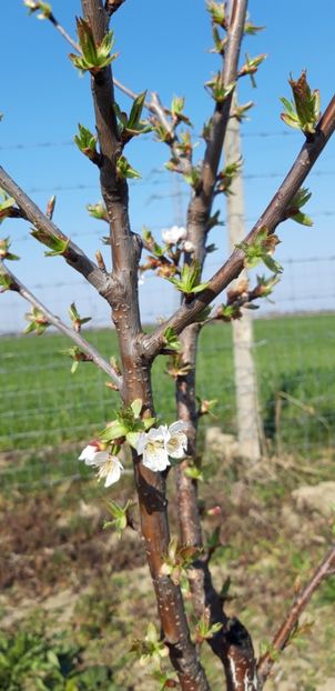  - Livada 1 anul III 2020