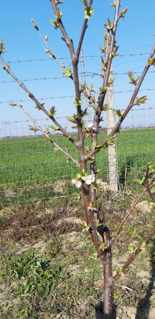  - Livada 1 anul III 2020