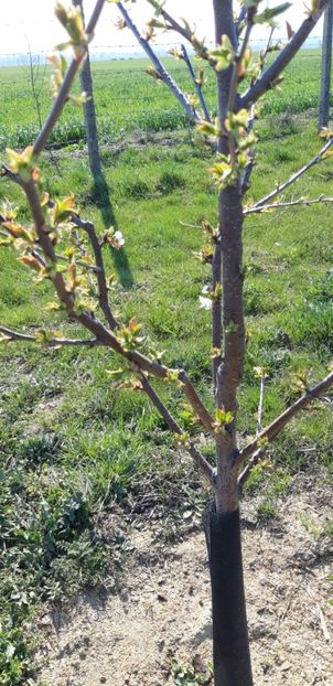  - Livada 1 anul III 2020