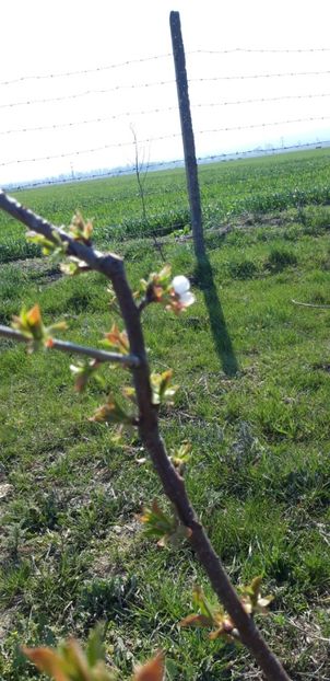  - Livada 1 anul III 2020