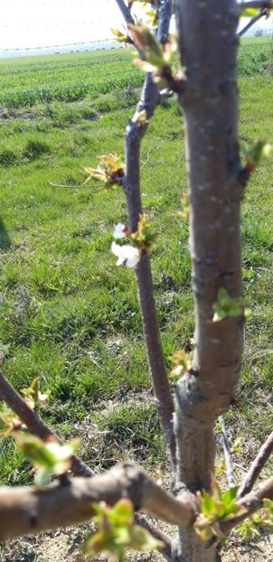  - Livada 1 anul III 2020