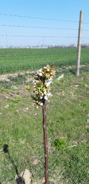  - Livada 1 anul III 2020