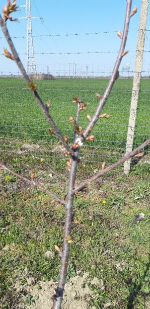  - Livada 1 anul III 2020