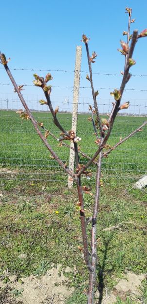  - Livada 1 anul III 2020