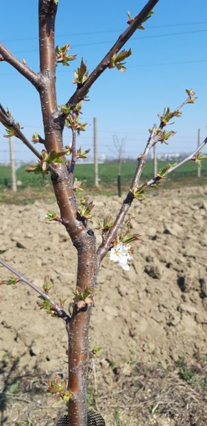  - Livada 1 anul III 2020