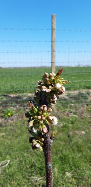  - Livada 1 anul III 2020