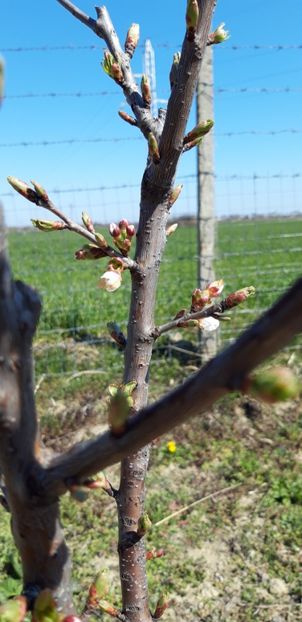  - Livada 1 anul III 2020