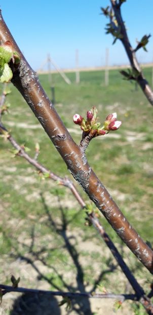  - Livada 1 anul III 2020