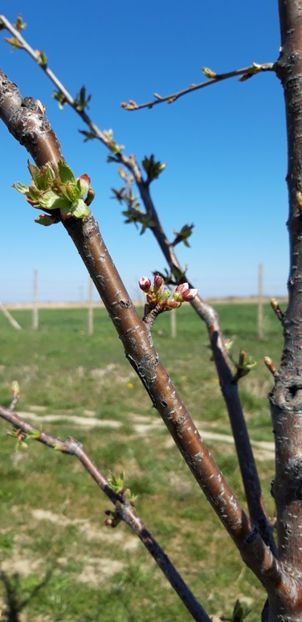  - Livada 1 anul III 2020