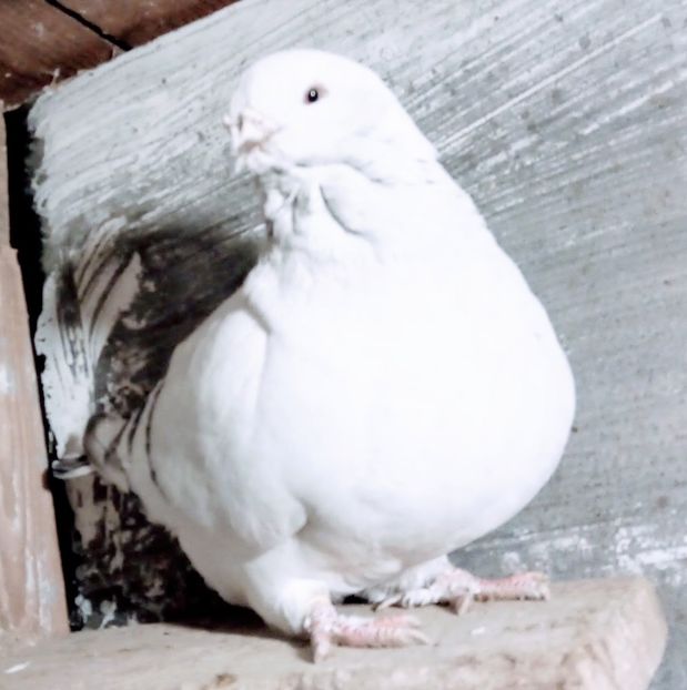  - - A - A - A - A- W A R N I N G !