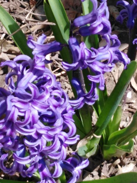  - dragostea  de natura