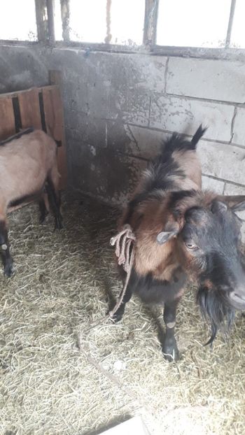  - Capre saanen si alpina