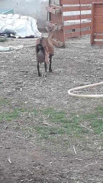  - Capre saanen si alpina
