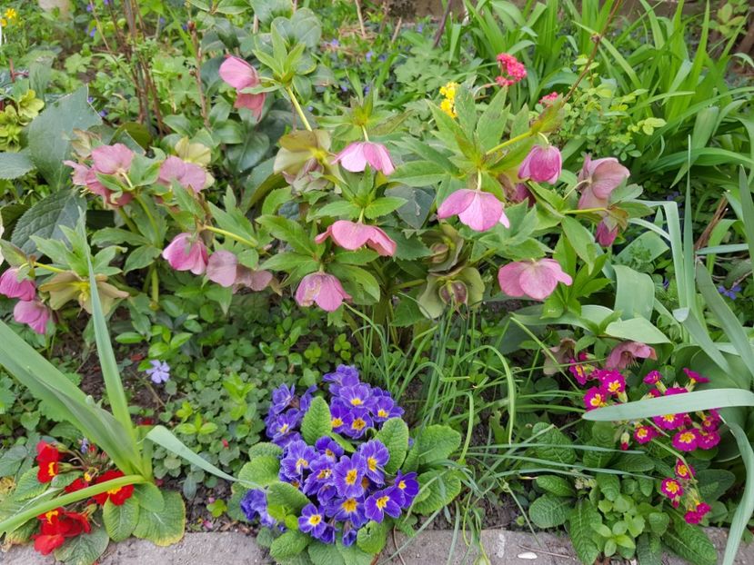  - Spânz helleborus 2020
