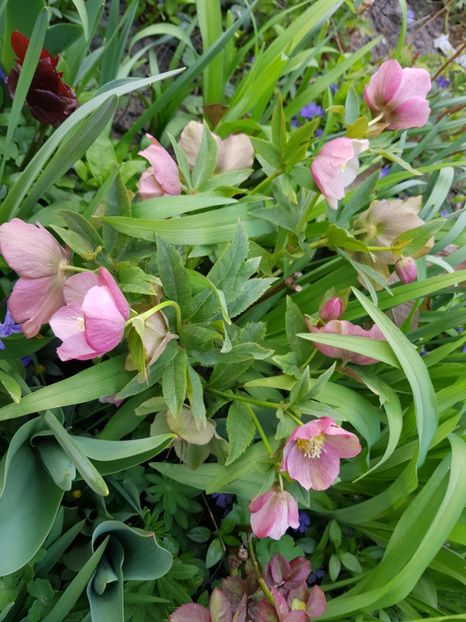  - Spânz helleborus 2020