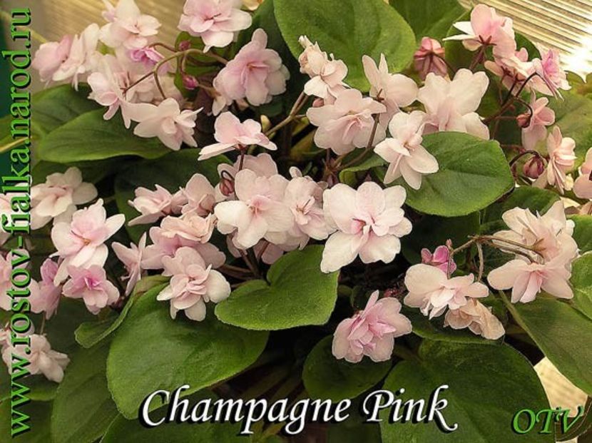 ChampagnePink - A a a PUI de VIOLETE si alte PLANTE disponibile