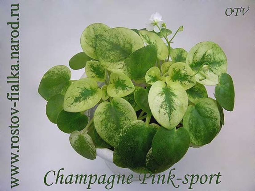 ChampagnePink-sport - A aaa VIOLETE