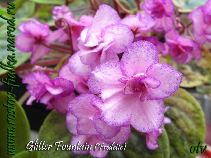 GlitterFountain2 - A a a PUI de VIOLETE si alte PLANTE disponibile