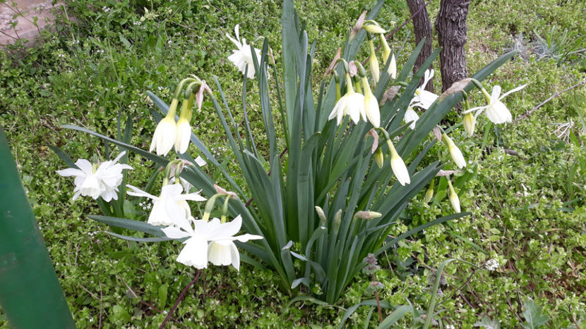 Thalia - Gradina primavara 2020