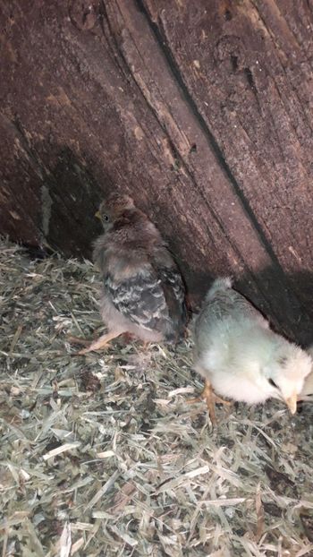 20200401_191243(0) - 002 Puiuți 2020