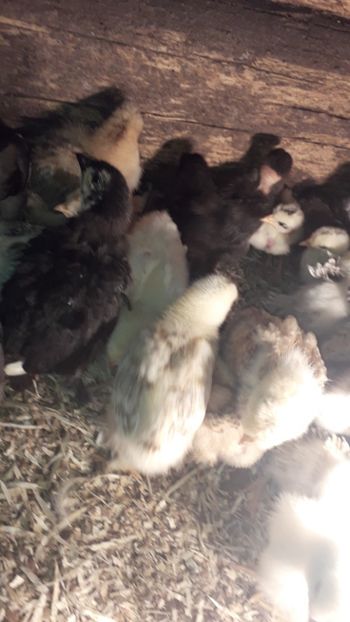 20200401_191217(0) - 002 Puiuți 2020