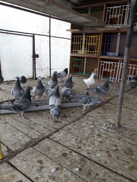  - PORUMBEI VOIAJORI SPORT