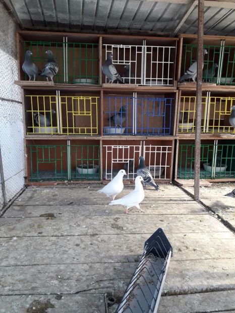  - PORUMBEI VOIAJORI SPORT