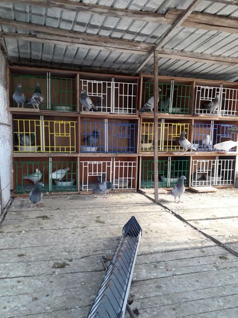  - PORUMBEI VOIAJORI SPORT