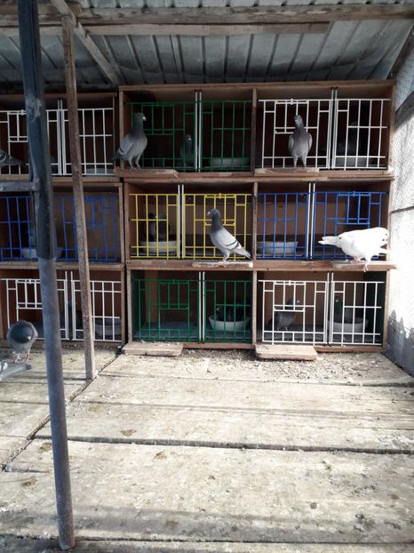  - PORUMBEI VOIAJORI SPORT