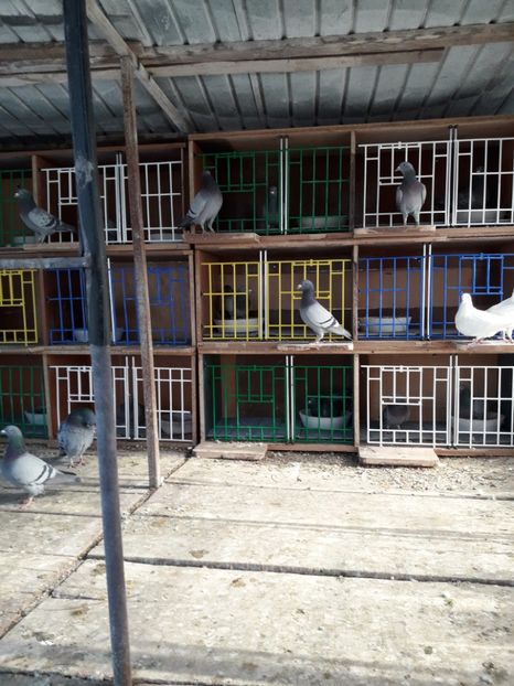  - PORUMBEI VOIAJORI SPORT