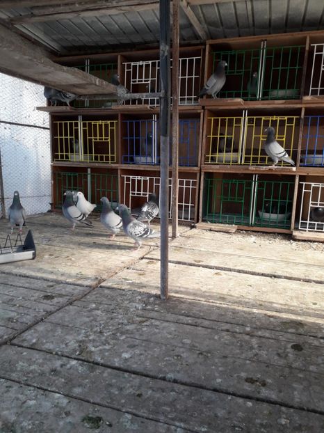  - PORUMBEI VOIAJORI SPORT