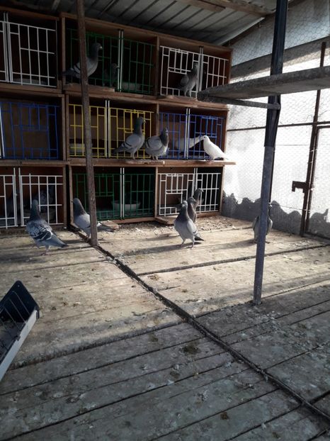  - PORUMBEI VOIAJORI SPORT