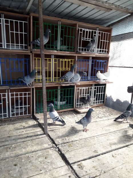  - PORUMBEI VOIAJORI SPORT