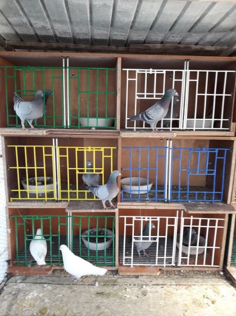  - PORUMBEI VOIAJORI SPORT