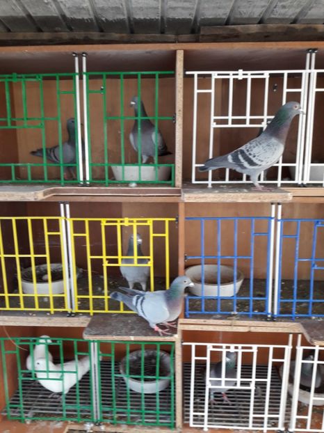  - PORUMBEI VOIAJORI SPORT