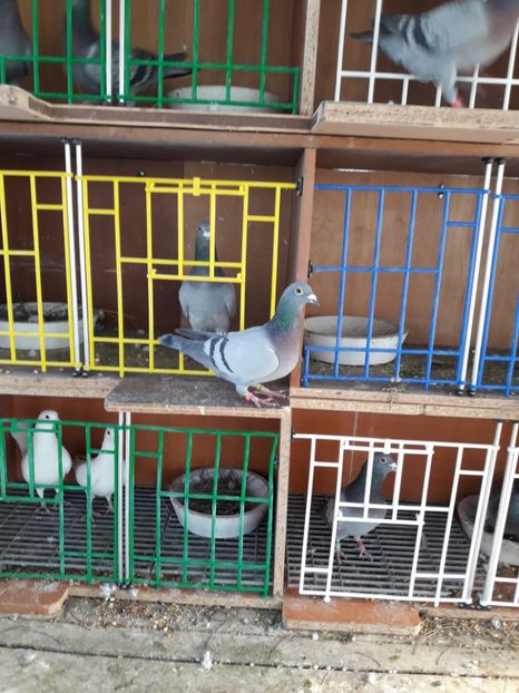  - PORUMBEI VOIAJORI SPORT